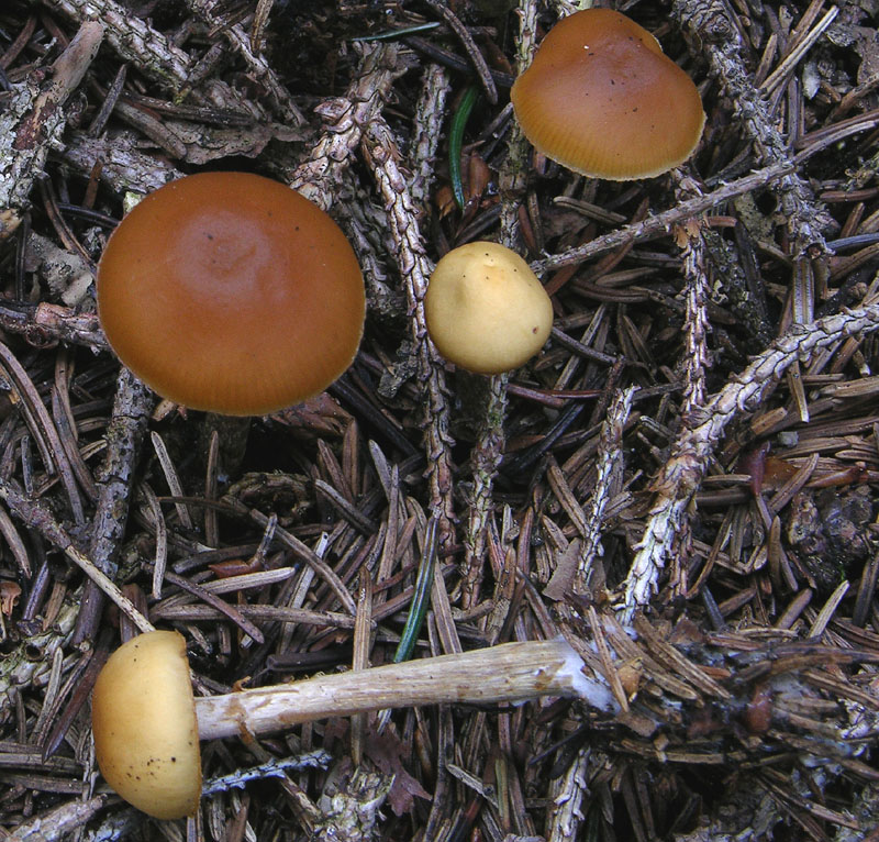 Galerina da determinare n�1.